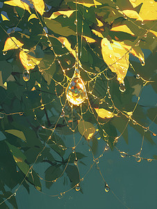 植物上的蜘蛛网背景图片