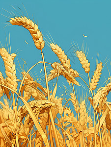 金黄色的小麦背景图片