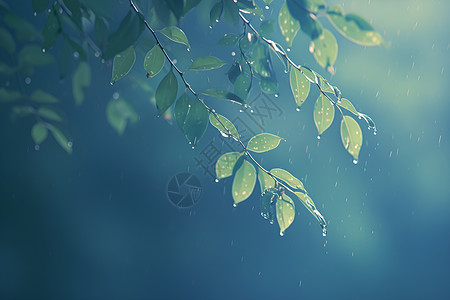 雨水中的树叶背景图片