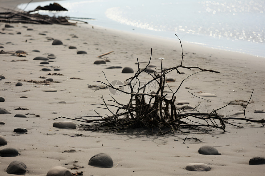 海岸上的枯树图片
