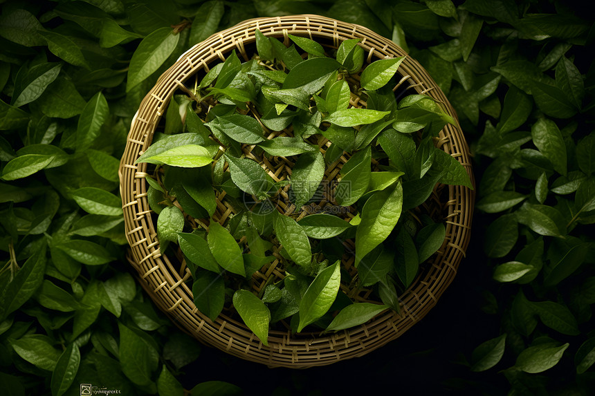 竹篮中的新鲜茶叶图片
