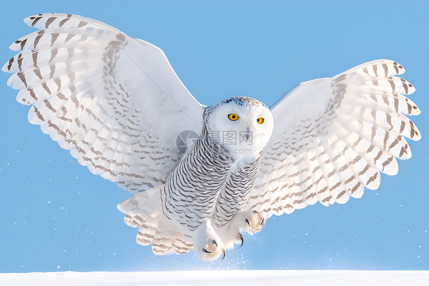 飞翔的雪鸮图片