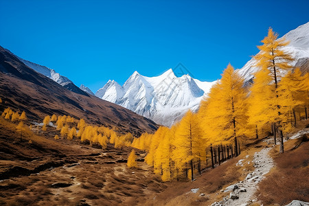 秋天山谷中额度树林高清图片