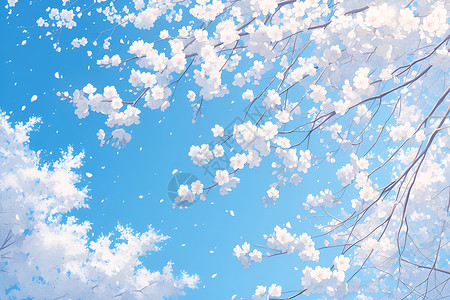 蓝天下盛开的白樱花背景图片