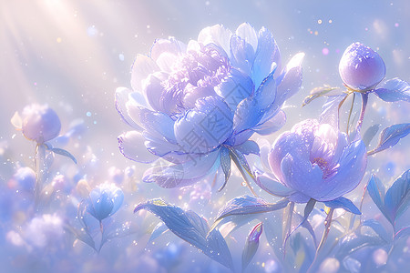 紫色的牡丹花背景图片