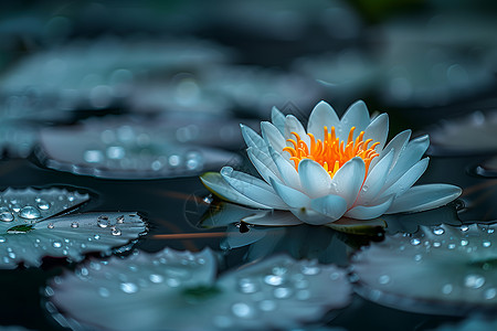 水面叶子荷花池畔背景