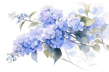 蓝色清新花朵柔和婉约的蓝色绣球花插画