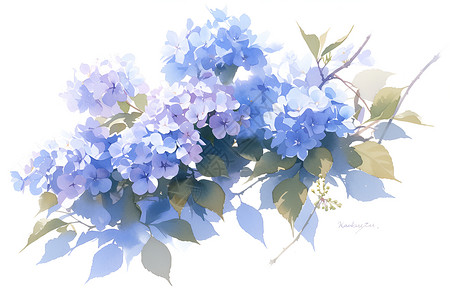 绣球花蓝色边框蓝色绣球花的水彩插画插画
