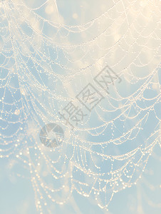 细密的蛛网在雾气中高清图片