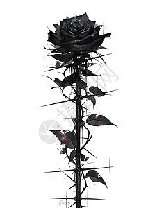 玫瑰黑色背景素材下载黑色月季插画