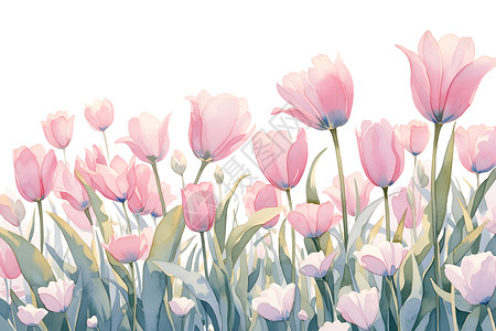 三色植物花卉粉色郁金香水彩画插画