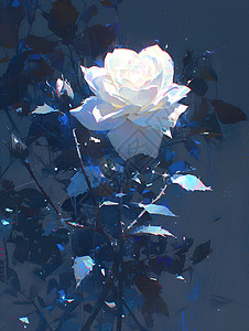 白色玫瑰花语魅力的白色玫瑰插画