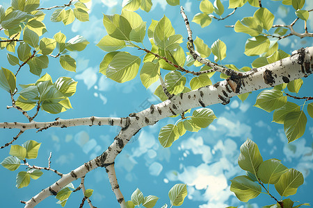 自然之美白桦树高清图片