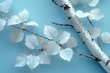 白桦树上细腻叶子高清图片