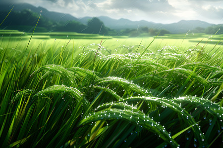 稻田艺术田野的自然美景背景