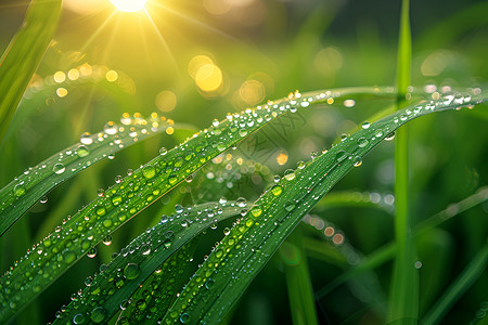 植物纹理素材青翠稻田中的自然美景背景