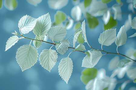 轻风拂动下的白桦树叶高清图片