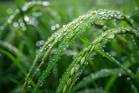 稻叶清新水稻上的水珠背景