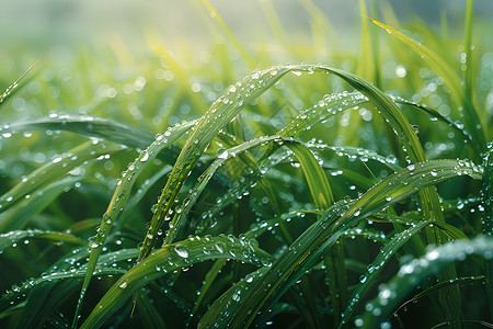 丝丝细雨清晨稻田中沾满露珠的稻叶背景