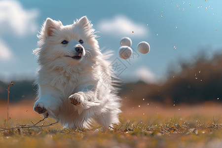 动物玩球小狗在草地上玩球背景