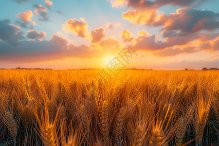 麦田夕阳夕阳下广阔的麦田背景