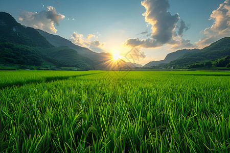 杂交水稻田背景