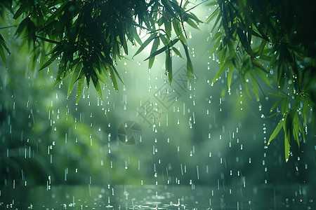 百合竹竹林里的雨滴背景