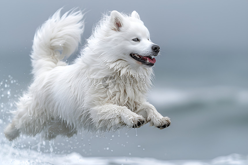 活力四溢的萨摩耶犬图片