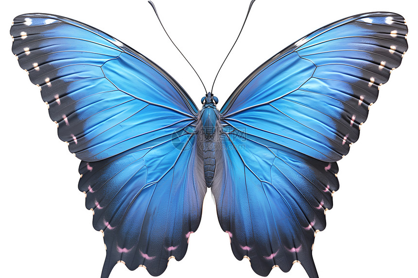 飞舞的蓝色蝴蝶图片