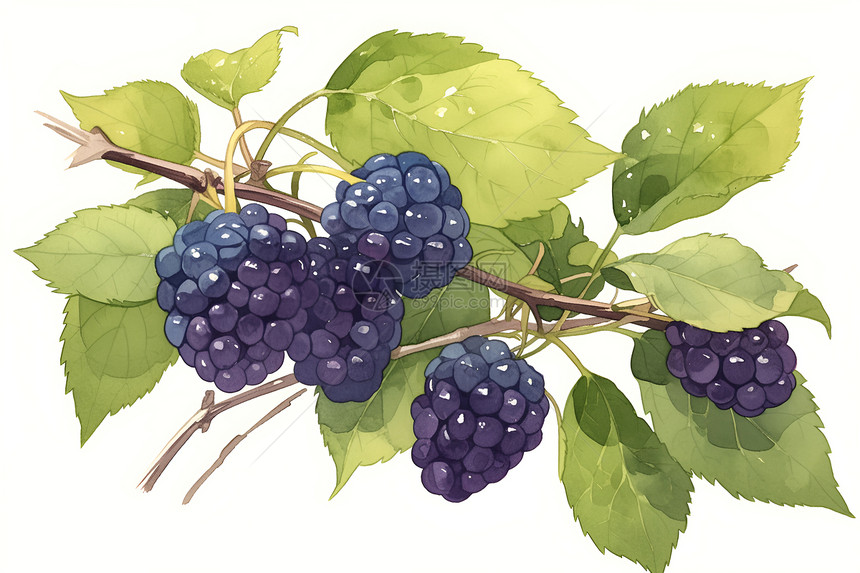 暗紫色的黑莓浆果图片