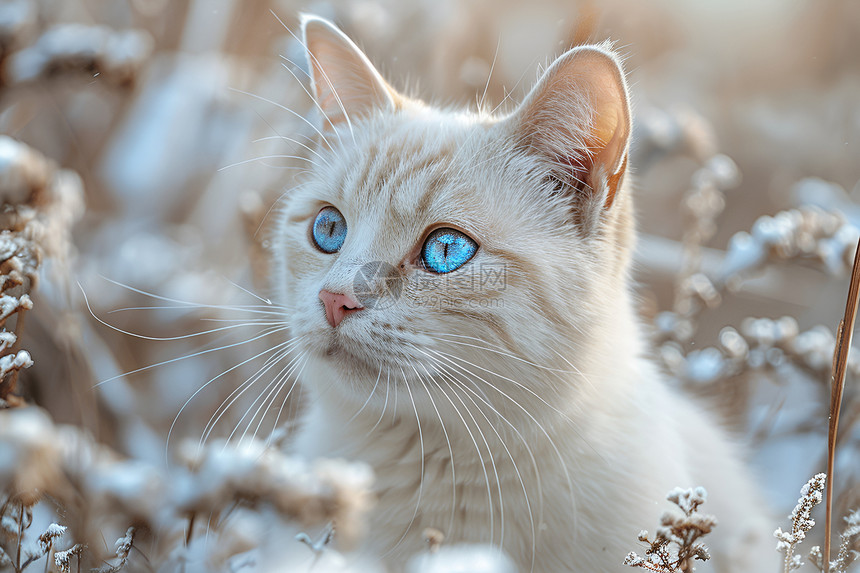 雪中白猫的可爱魅力图片