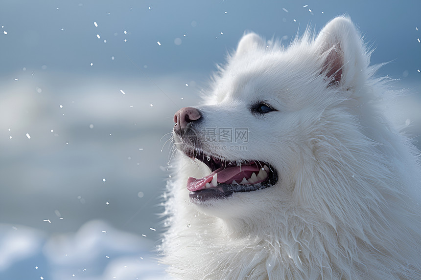 雪地上的快乐萨摩耶图片
