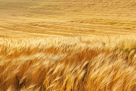 金色麦浪金色的小麦高清图片
