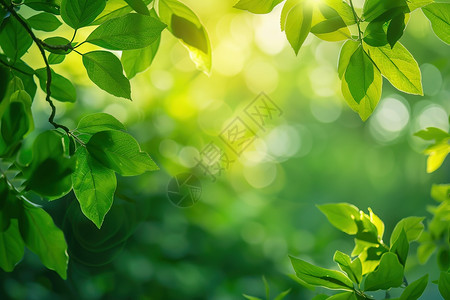 绿叶枝间透过阳光高清图片