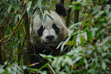 熊猫从树叶后面窥视出来高清图片