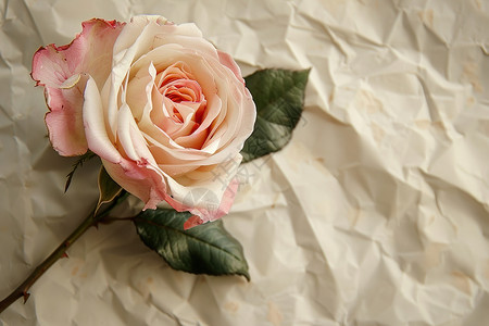 绽放的玫瑰玫瑰花枝高清图片