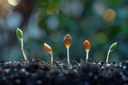 突然想起发芽的植物背景