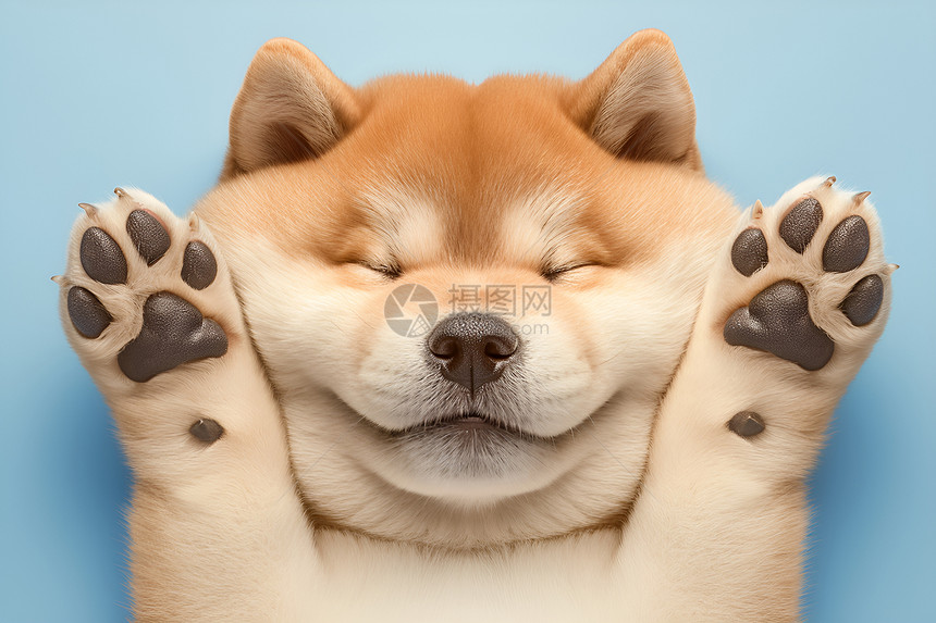 可爱的小狗张开胖胖的爪子图片