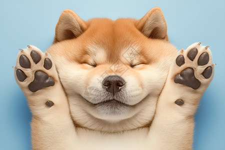 狗仔拿手机偷拍可爱的小狗张开胖胖的爪子插画