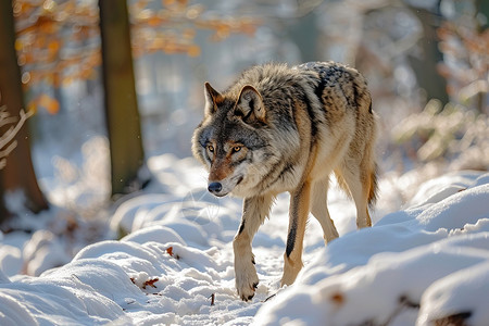 森林中行走的野狼高清图片