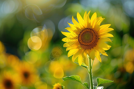 向日葵的字段太阳花美丽的太阳花背景