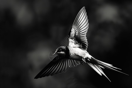 自由小鸟自由飞行的鸟背景
