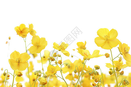 手绘漂亮鲜花漂亮的黄花背景