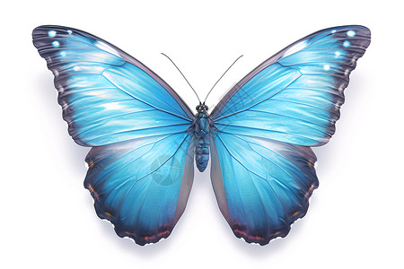 蓝蝴蝶的大翅膀插画