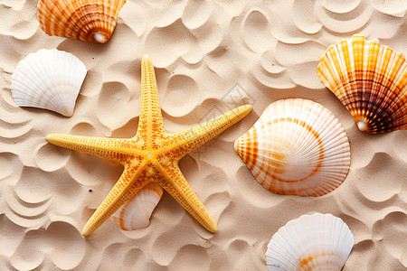 粉红贝壳海滩上的海星和贝壳背景