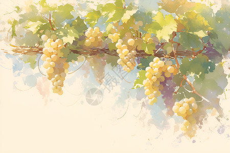 葡萄种植基地温柔细腻的水彩画葡萄插画