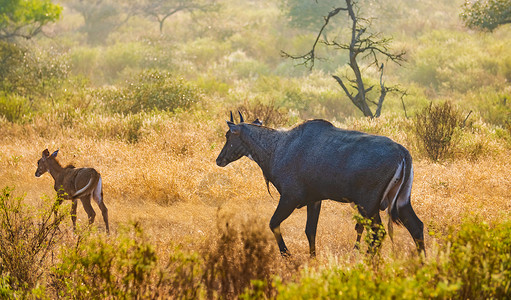 高鼻羚羊尼尔盖或蓝牛最大的亚洲羚羊,印度次大陆特有的属的唯成员兰瑟博国家公园萨瓦伊马杜尔拉贾斯坦邦印度背景