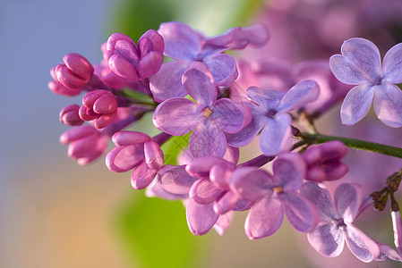 夏天丁香花春天紫丁香紫罗兰花的观图像背景