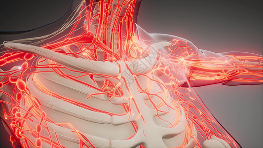 人体血管的科学解剖扫描人体的血管高清图片
