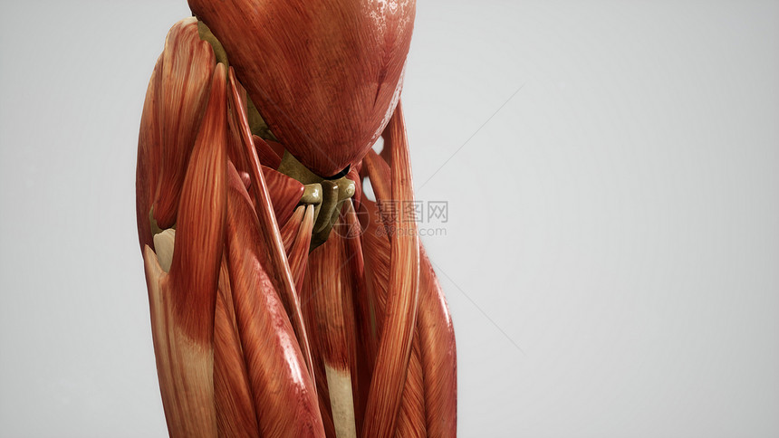 人体动画的肌肉系统图片